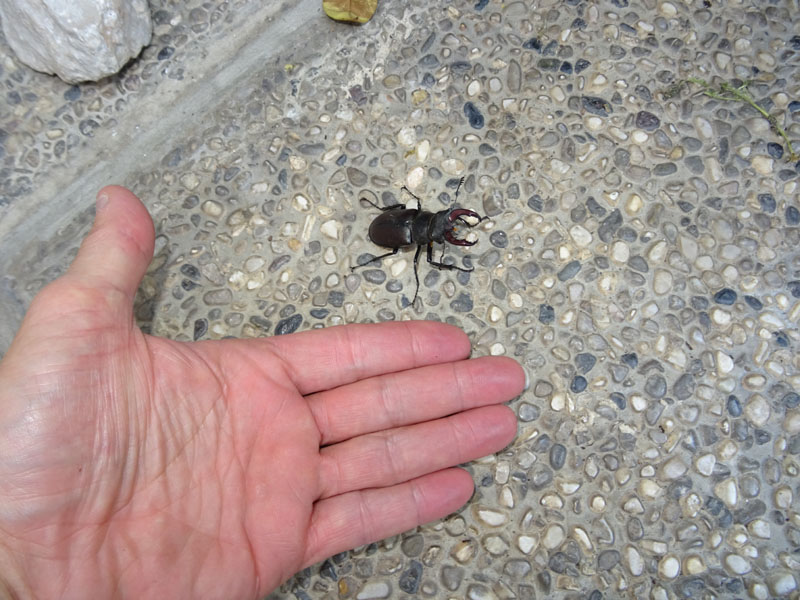 Lucanus cervus - Lucanidae